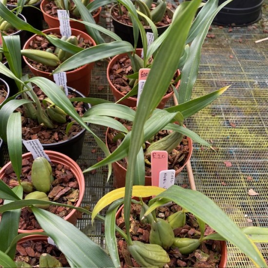 Coelogyne Noel Wilson