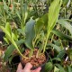 Coelogyne barbata x fimbriata
