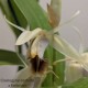 Coelogyne barbata x fimbriata