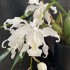 Coelogyne cristata var. lemoniana