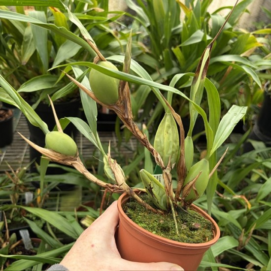 Coelogyne cristata var. lemoniana