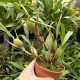Coelogyne cristata var. lemoniana