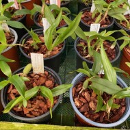 Coelogyne fimbriata Coelogyne fimbriata