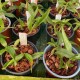 Coelogyne fimbriata