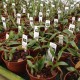 Coelogyne fimbriata