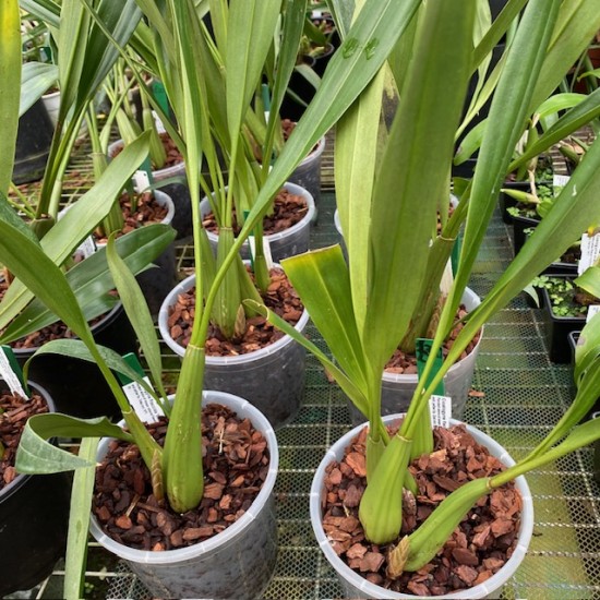 Coelogyne flaccida "Becky Falls‟
