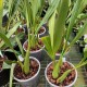 Coelogyne flaccida "Becky Falls‟