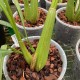 Coelogyne flaccida "Becky Falls‟