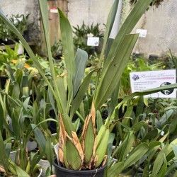 Coelogyne flaccida "Becky Falls‟