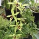 Coelogyne Green Dragon "Chelsea" AM/RHS
