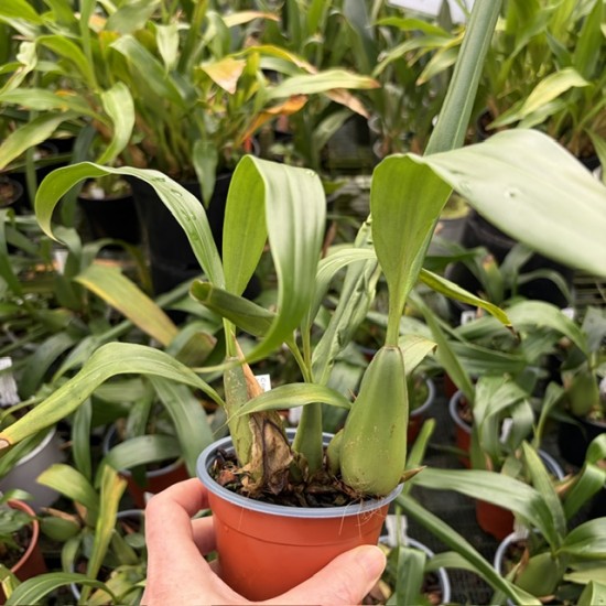Coelogyne Intermedia