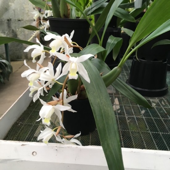 Coelogyne Intermedia
