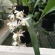 Coelogyne Intermedia