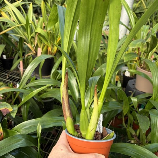 Coelogyne lawrenceana Coelogyne lawrenceana