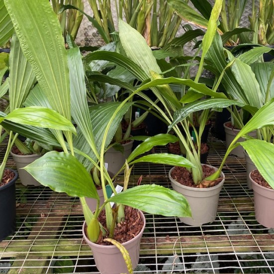 Coelogyne massangeana