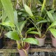 Coelogyne massangeana