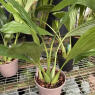 Coelogyne massangeana