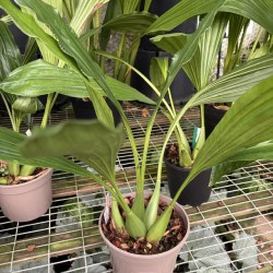 Coelogyne massangeana