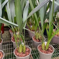 Coelogyne multiflora 'Burnham' Coelogyne multiflora 'Burnham'