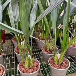 Coelogyne multiflora 'Burnham'