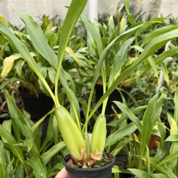 Coelogyne ochracea "Super"