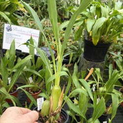 Coelogyne ochracea var. lemoniana
