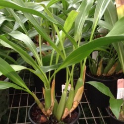 Coelogyne ochracea