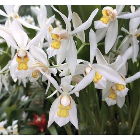 Coelogyne ochracea "Super" Coelogyne ochracea "Super"