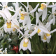 Coelogyne ochracea "Super" Coelogyne ochracea "Super"