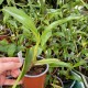 Coelogyne ovalis 'Burnham'