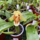 Coelogyne ovalis 'Burnham'
