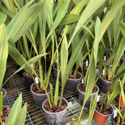 Coelogyne pulverula