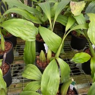 Coelogyne swaniana