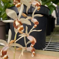 Coelogyne swaniana