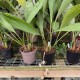 Coelogyne velutina Coelogyne velutina