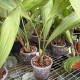 Coelogyne velutina Coelogyne velutina