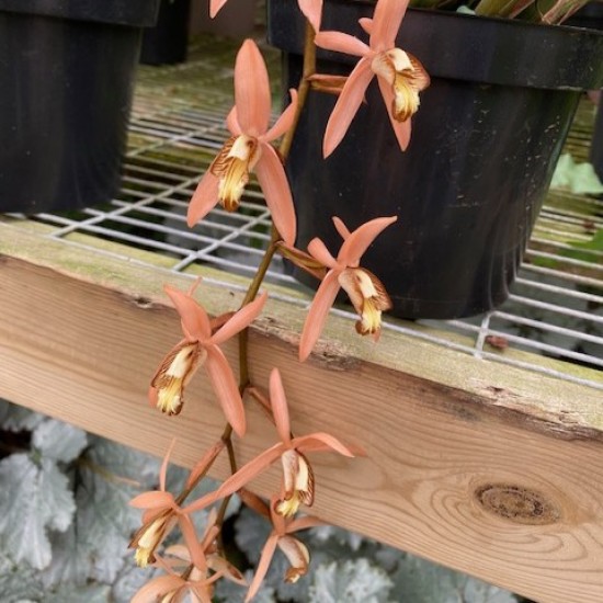 Coelogyne velutina Coelogyne velutina
