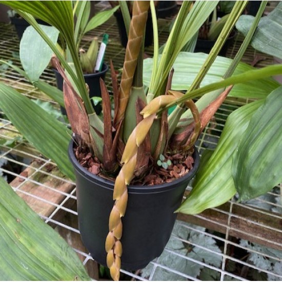 Coelogyne velutina Coelogyne velutina