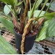 Coelogyne velutina Coelogyne velutina