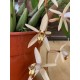 Coelogyne velutina Coelogyne velutina