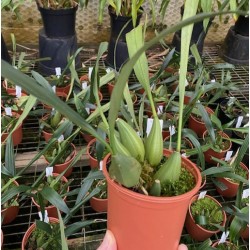 Coelogyne x granulosa Coelogyne x granulosa