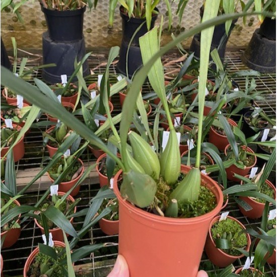 Coelogyne x granulosa