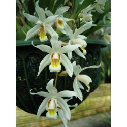 Coelogyne x granulosa