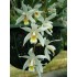 Coelogyne x granulosa