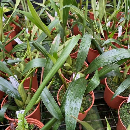 Coelogyne x granulosa