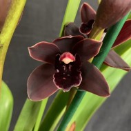 Cymbidium Cali Night
