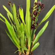 Cymbidium Cali Night