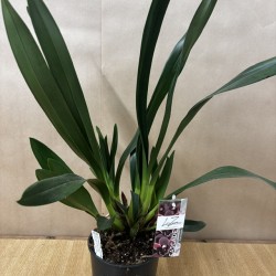Cymbidium Cali Night Cymbidium Cali Night