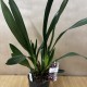Cymbidium Cali Night Cymbidium Cali Night