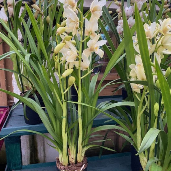 Cymbidium Earliesue 'Paddy' (Reduced)